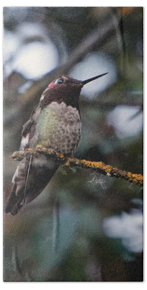 Humming Bird Bath Towel featuring the photograph Blending In by Wayne Enslow