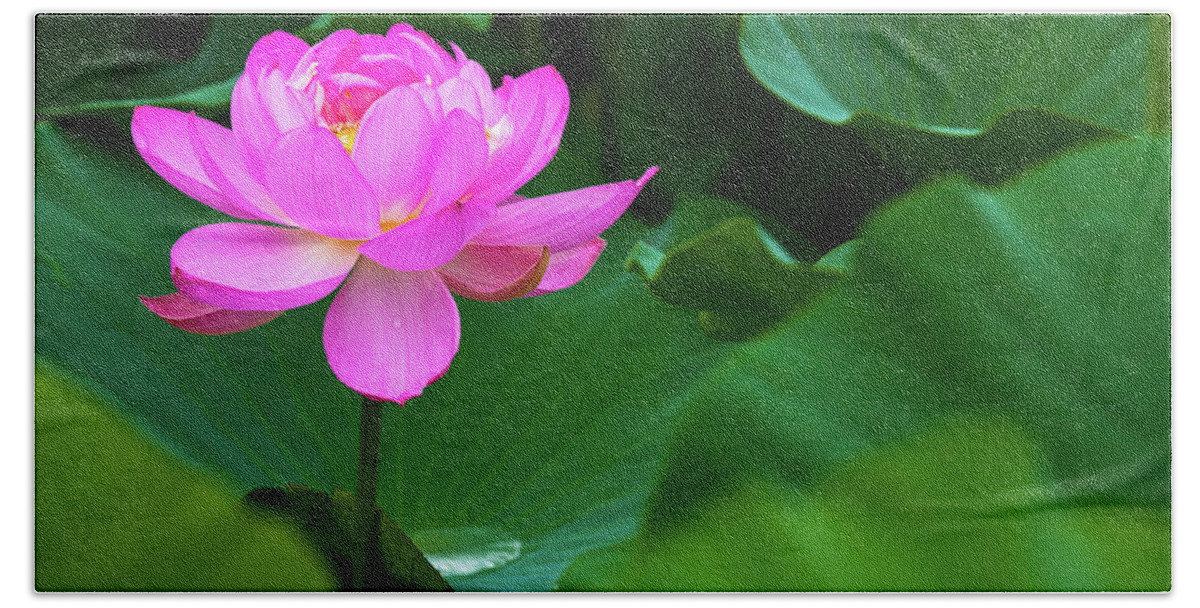Bloom Hand Towel featuring the photograph Blooming Pink Lotus Lily by Dennis Dame