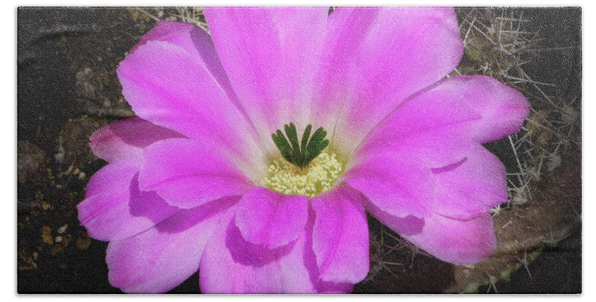 Flowers Bath Towel featuring the photograph Blooming Pink by Elaine Malott