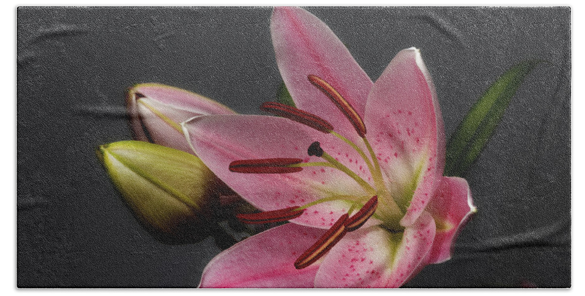 Blossom Bath Sheet featuring the photograph Blossoming Pink Lily Flower on dark Background by Sergey Taran