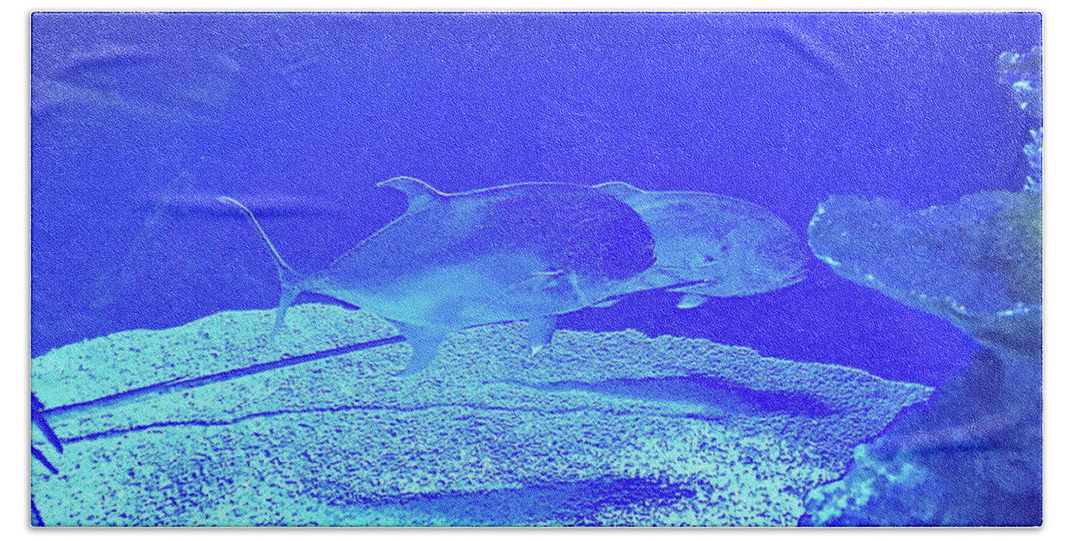 Aquarium Hand Towel featuring the photograph Blue Below by Barbara Plattenburg