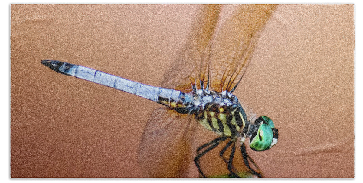 Blue Dasher Dragonfly Bath Towel featuring the photograph Blue Dasher Dragonfly by Betty LaRue