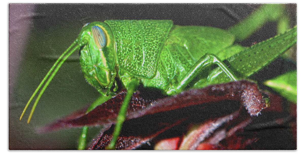 Macro Hand Towel featuring the photograph Blue Eyed Green Grasshopper 001 by George Bostian