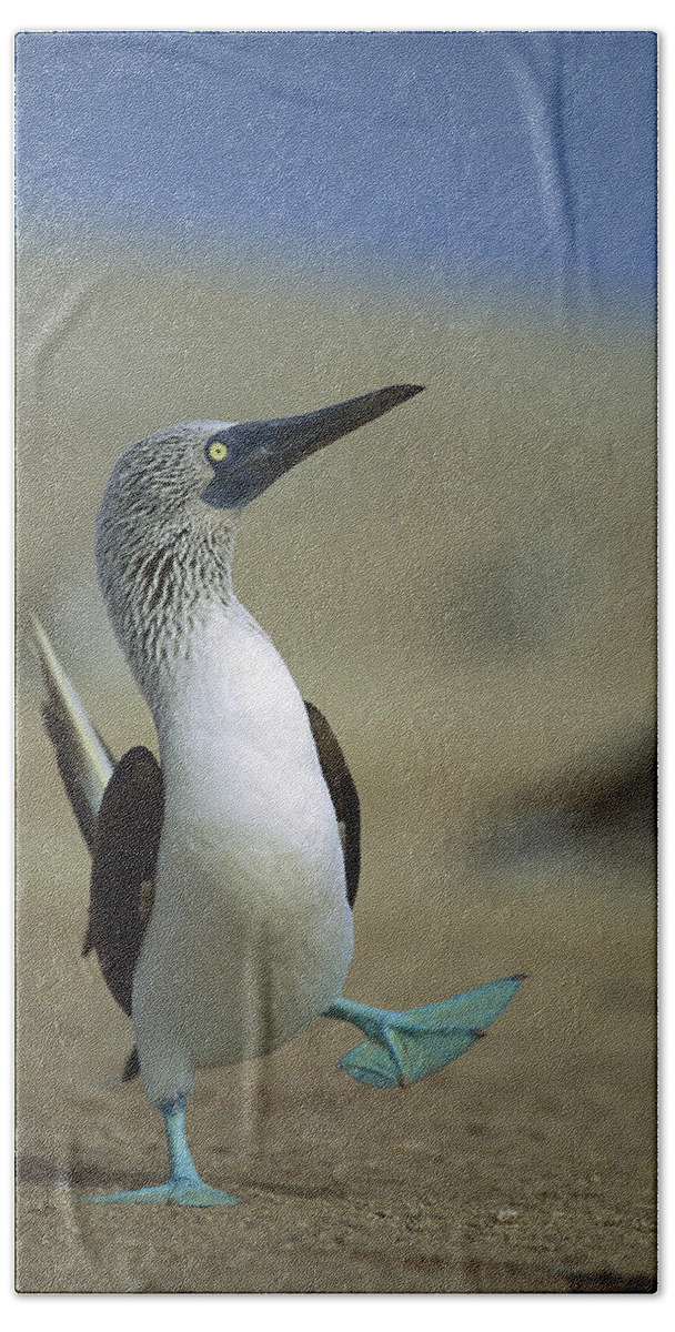 00140218 Hand Towel featuring the photograph Blue-footed Booby Sula Nebouxii by Tui De Roy