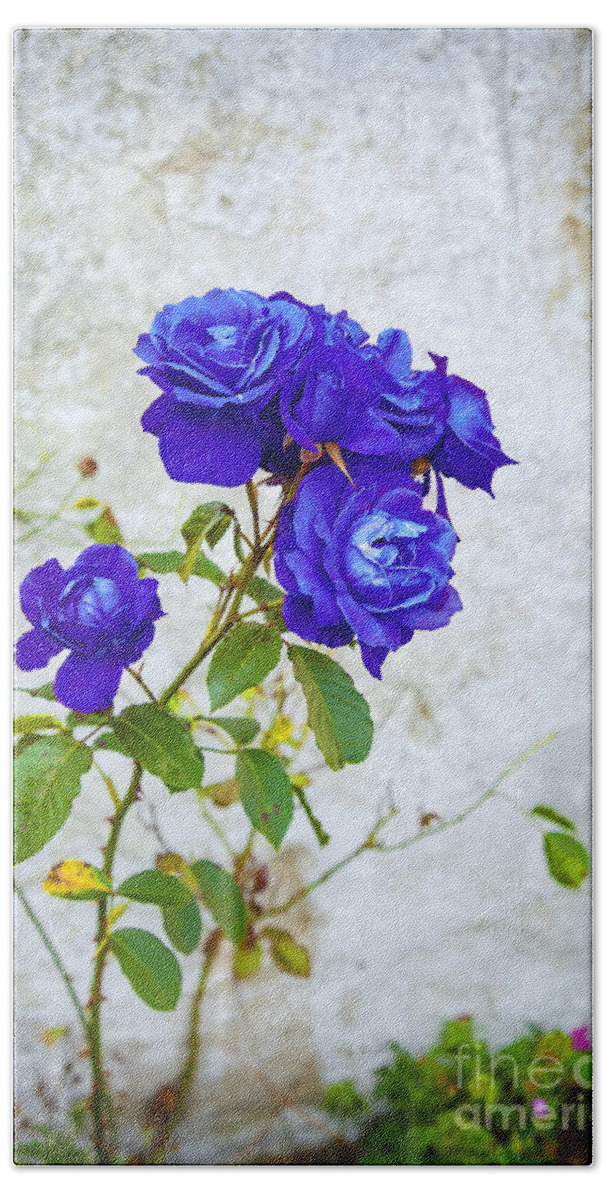 Wall Hand Towel featuring the photograph Blue garden rose by Sophie McAulay