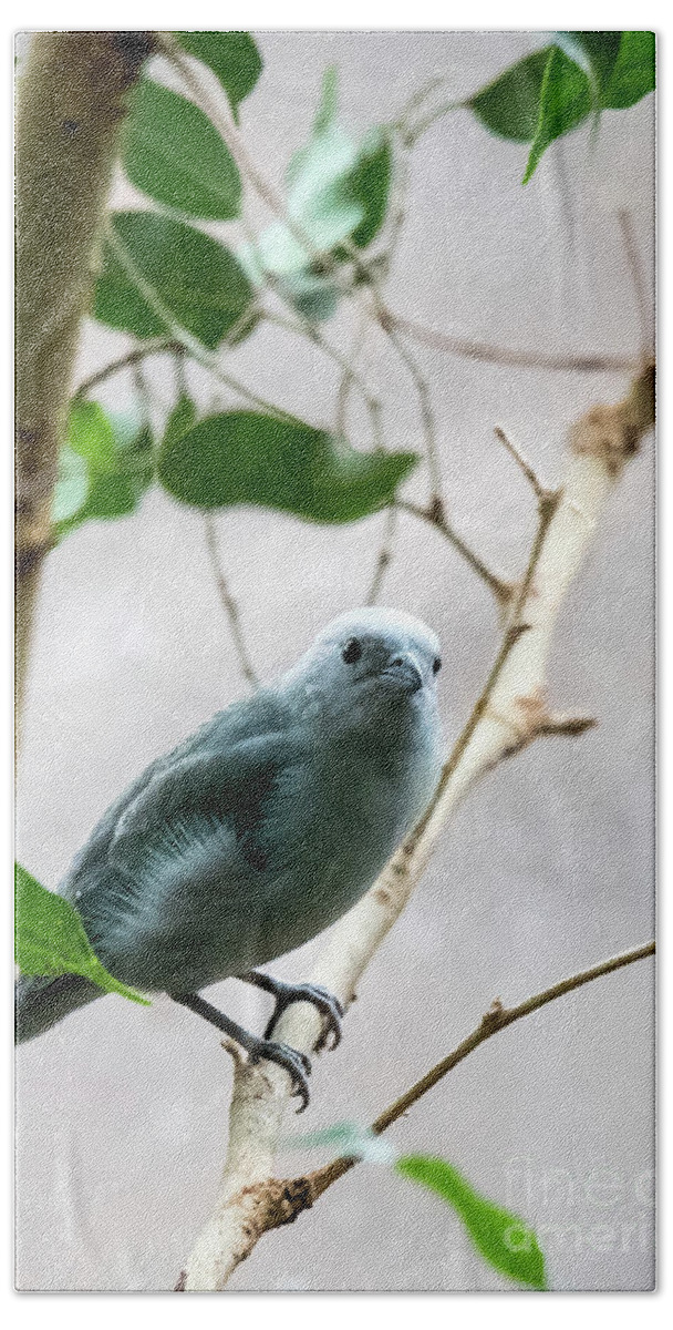 Bird Bath Towel featuring the photograph Blue-Grey Tanager 2 by Ed Taylor
