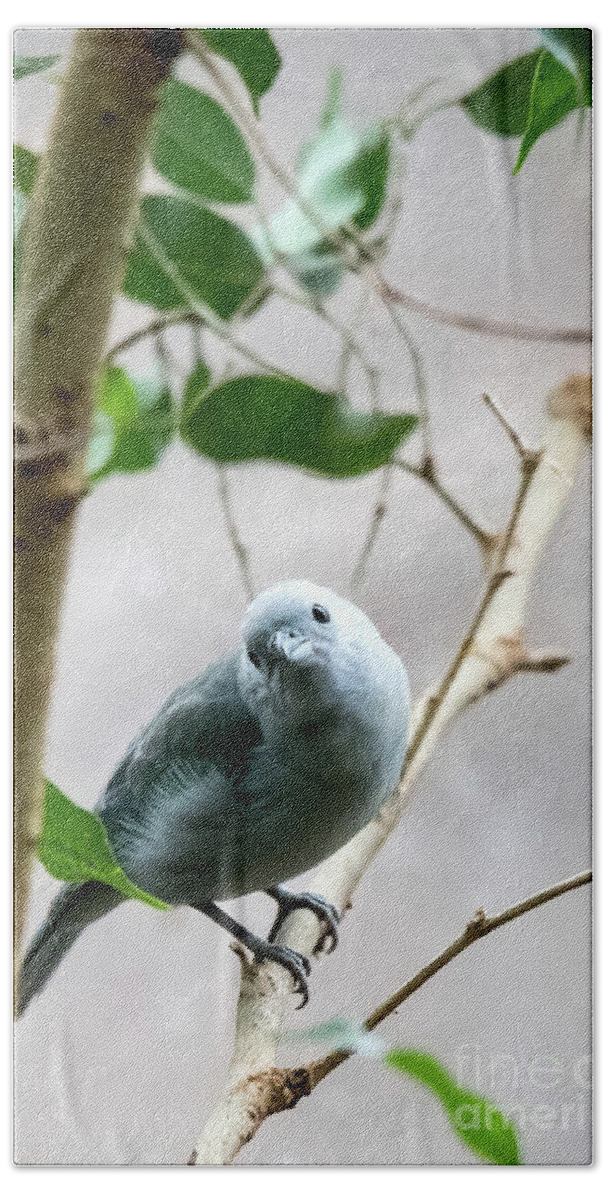 Bird Bath Towel featuring the photograph Blue-Grey Tanager by Ed Taylor