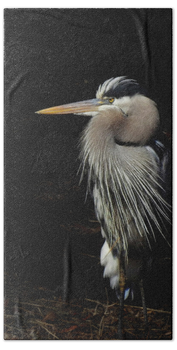 Great Blue Heron Hand Towel featuring the photograph Blue Heron Gaze by Deborah Smith