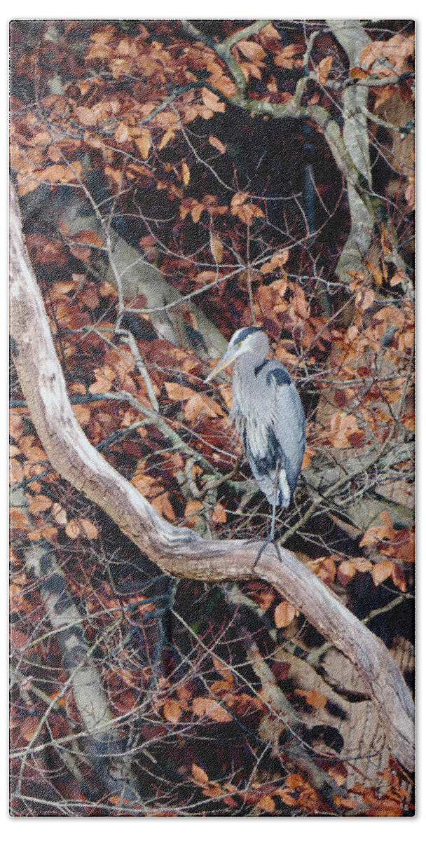 Birds Hand Towel featuring the photograph Blue Heron in Tree by Paul Ross