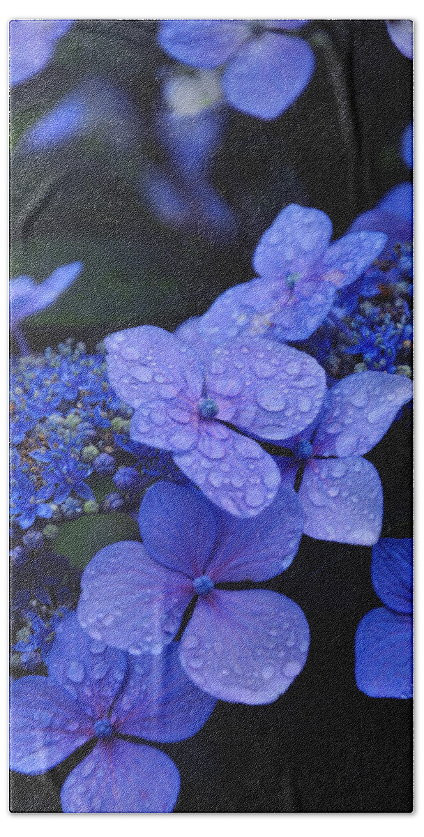 Flowers Hand Towel featuring the photograph Blue Hydrangea by Noah Cole