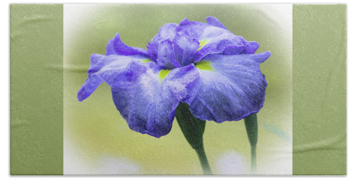 Flowers Bath Towel featuring the photograph Purple Iris by Venetia Featherstone-Witty