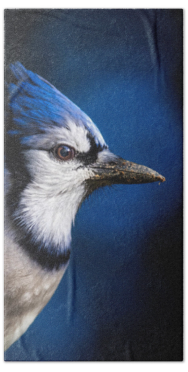 Blue Jay Hand Towel featuring the photograph Blue Jay by Bob Orsillo