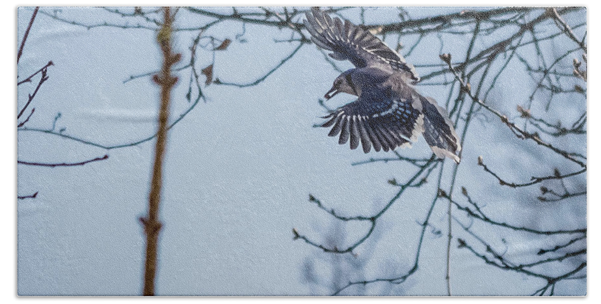 Corvidae Bath Towel featuring the photograph Blue Jay in flight by SAURAVphoto Online Store