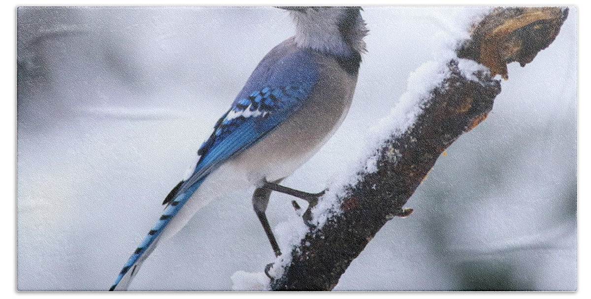 Blue Jay Bath Towel featuring the photograph Blue Jay In Snow by Daniel Reed