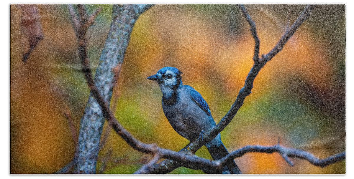 Nature Bath Towel featuring the photograph Blue Jay Morning by Jeff Phillippi