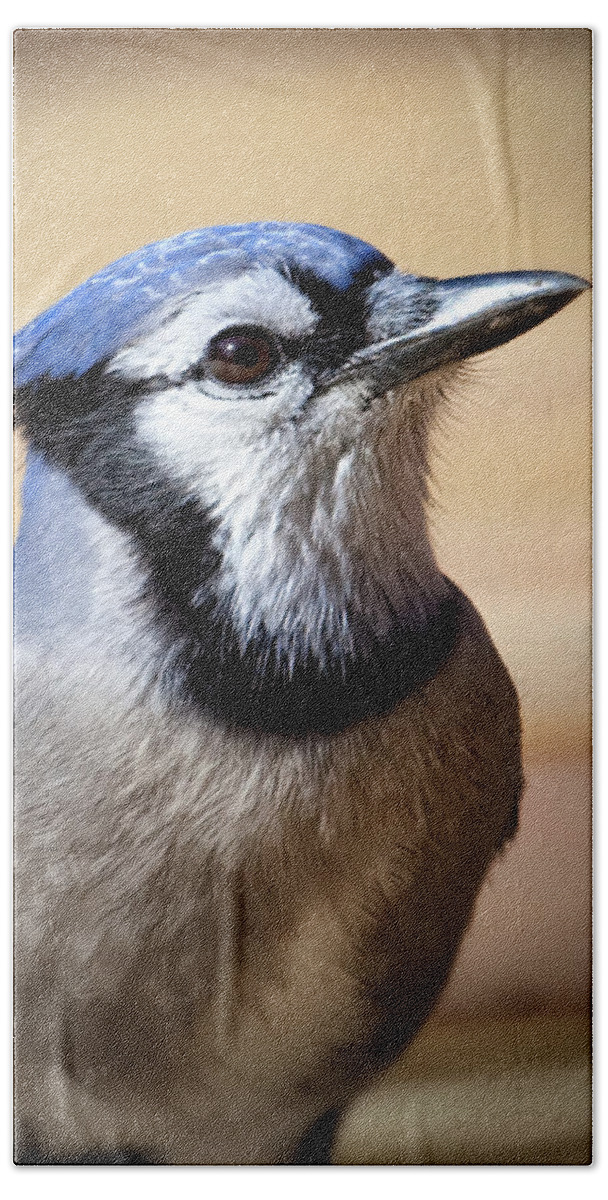 Blue Jay Hand Towel featuring the photograph Blue Jay Portrait by Al Mueller