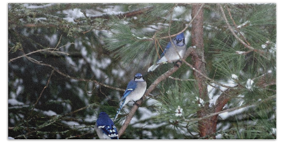 Outdoor Hand Towel featuring the photograph Blue Jays Line Up by David Porteus
