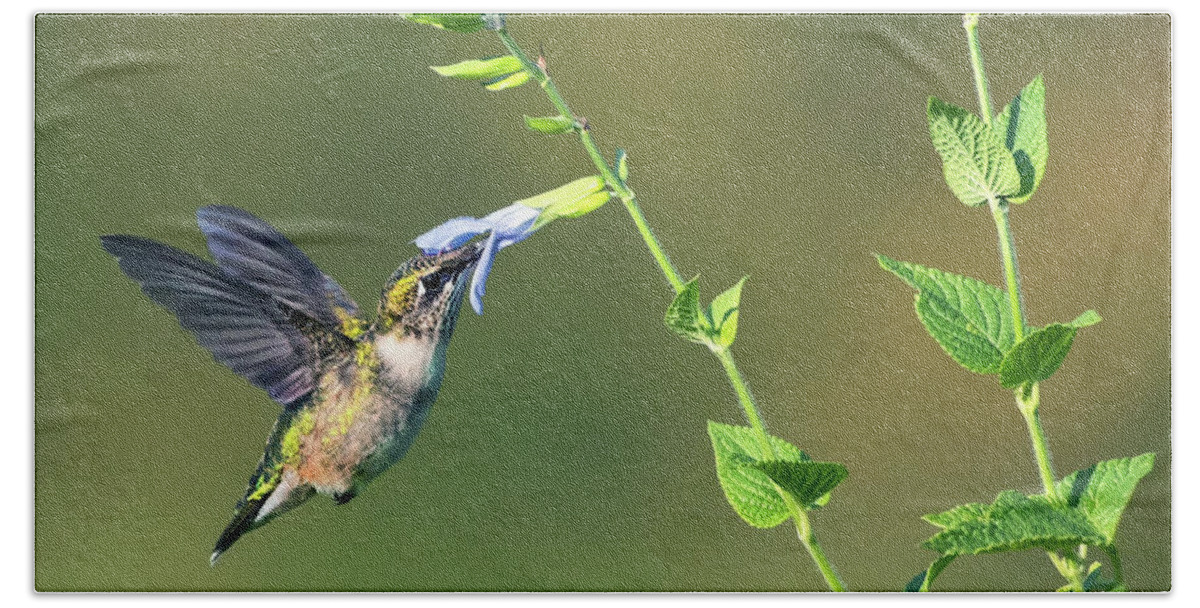 Ruby-throated Hummingbird Bath Towel featuring the photograph Blue Nectar by Art Cole