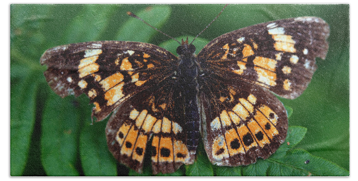 Silvery Checkerspot Bath Towel featuring the photograph Blue Ridge Butterfly by Kay Lovingood