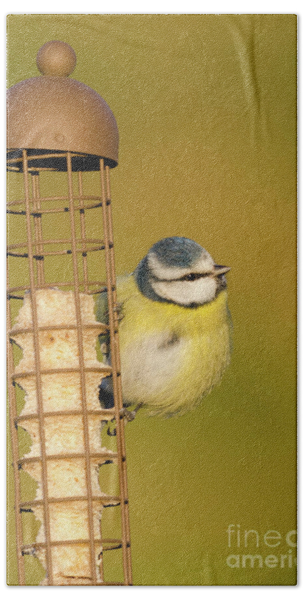 Blue Tit Bath Towel featuring the photograph Blue tit on feeder by Steev Stamford