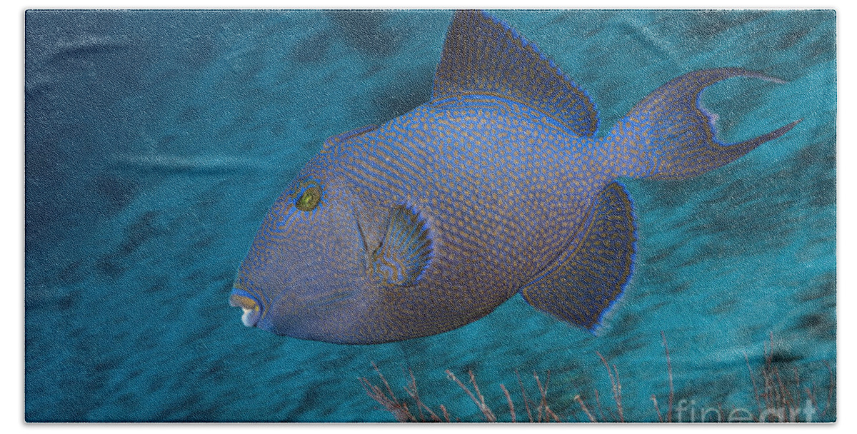 Blue Triggerfish Hand Towel featuring the photograph Blue Triggerfish by Reinhard Dirscherl
