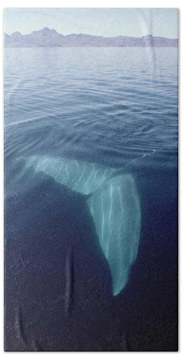 00080958 Hand Towel featuring the photograph Blue Whale Tail Underwater In Sea by Flip Nicklin