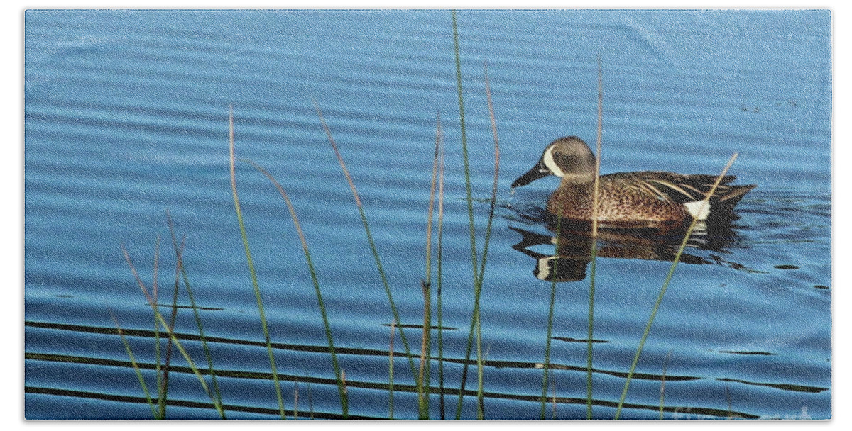 Duck Hand Towel featuring the photograph Blue Winged Teal by Ann E Robson
