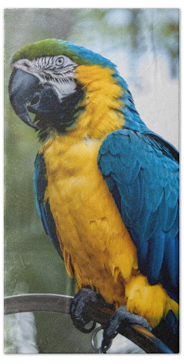 Green Bath Towel featuring the photograph Blue Yellow Macaw No.1 by Mark Myhaver
