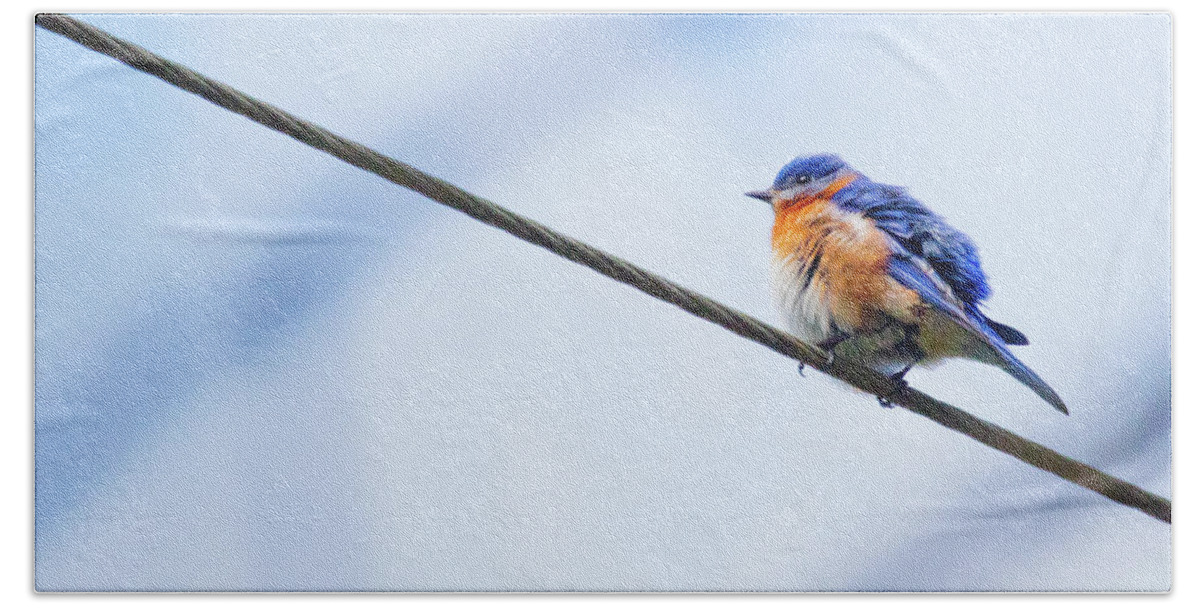 Bluebird Bath Towel featuring the photograph Bluebird of Happiness by Linda Unger