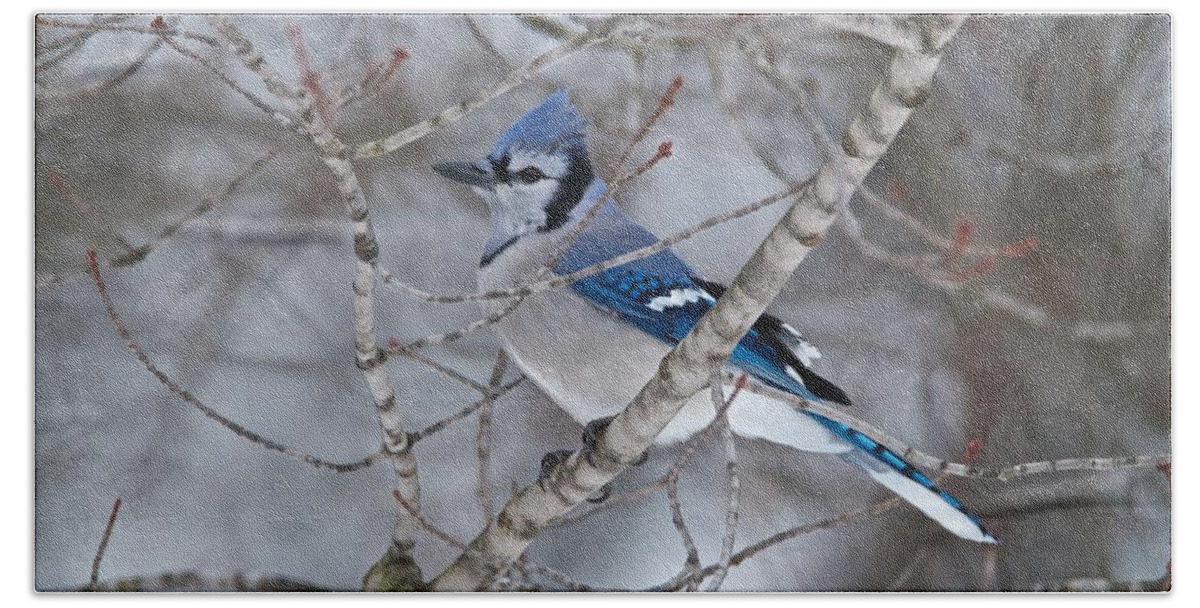 Bluejay Hand Towel featuring the photograph Bluejay 1358 by Michael Peychich