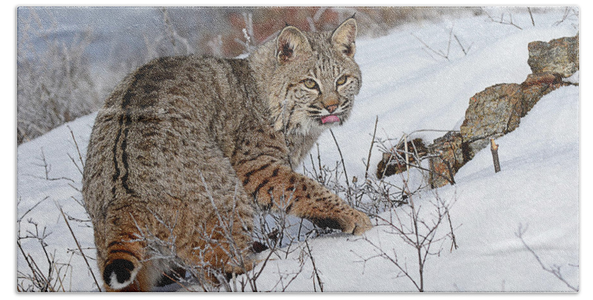 Mammal Bath Towel featuring the photograph Bob Cat Hunting in Winter by Dennis Hammer