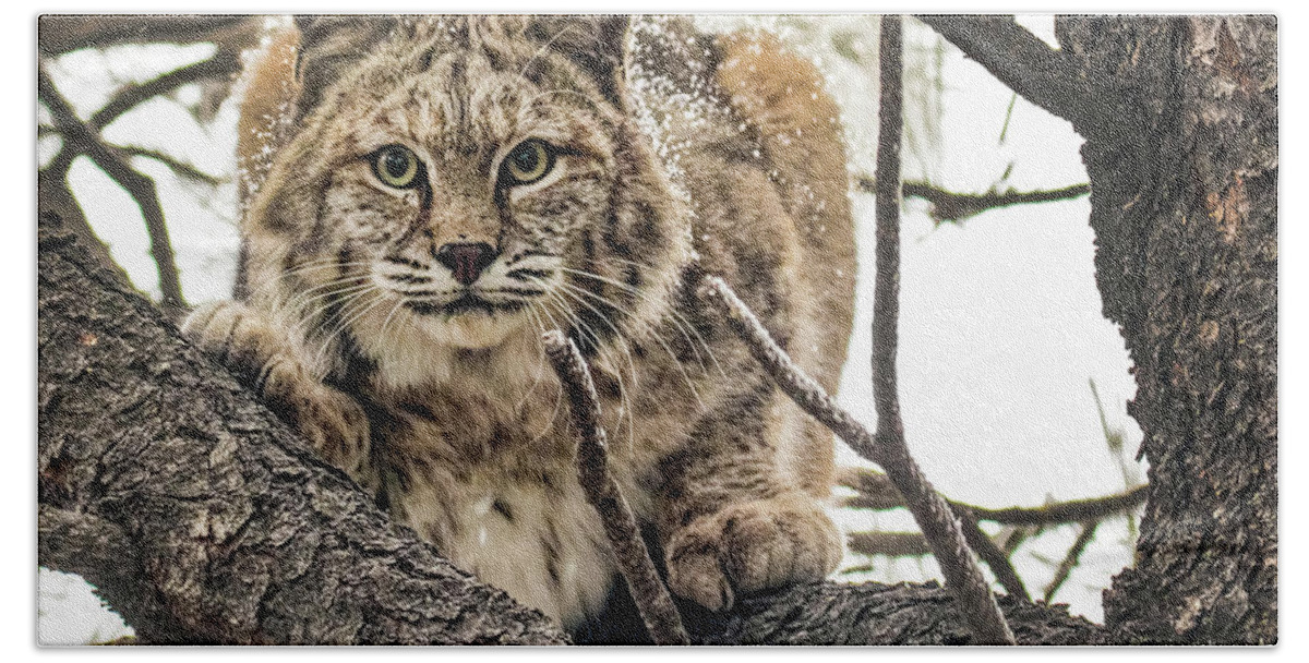 Categories Bath Towel featuring the photograph Bobcat in Winter by Dawn Key