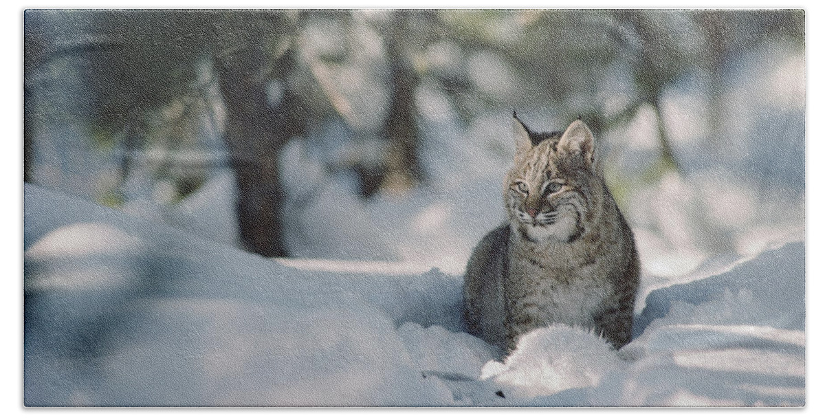 Mp Hand Towel featuring the photograph Bobcat Lynx Rufus Adult Resting In Snow by Michael Quinton