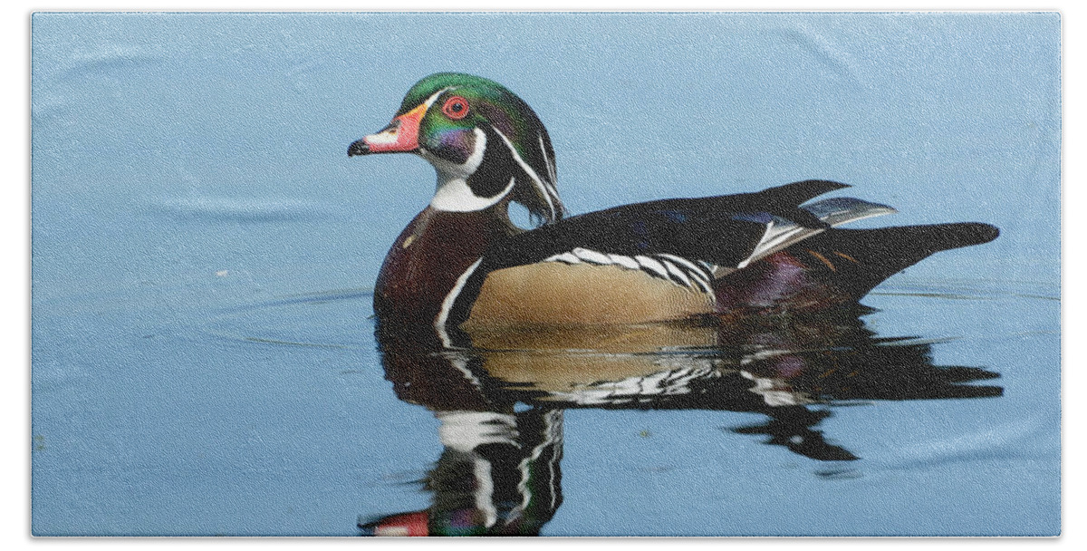 Wood Duck Hand Towel featuring the photograph Bold Colors by Fraida Gutovich