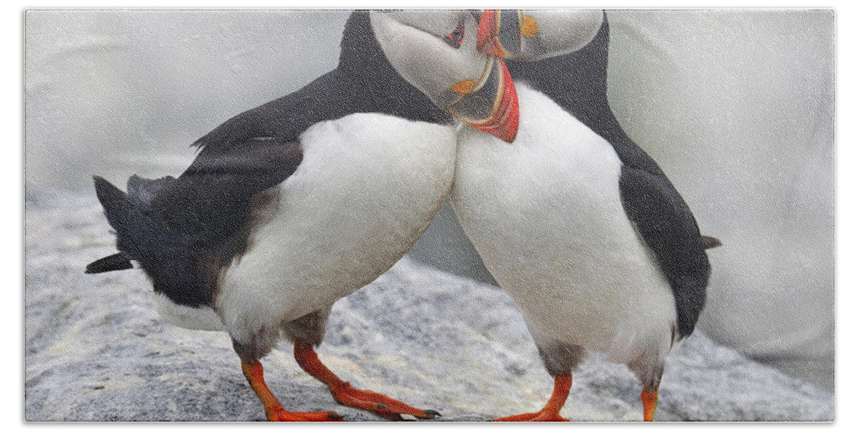 Atlantic Puffin Bath Towel featuring the photograph Bonded and Banded by Tony Beck