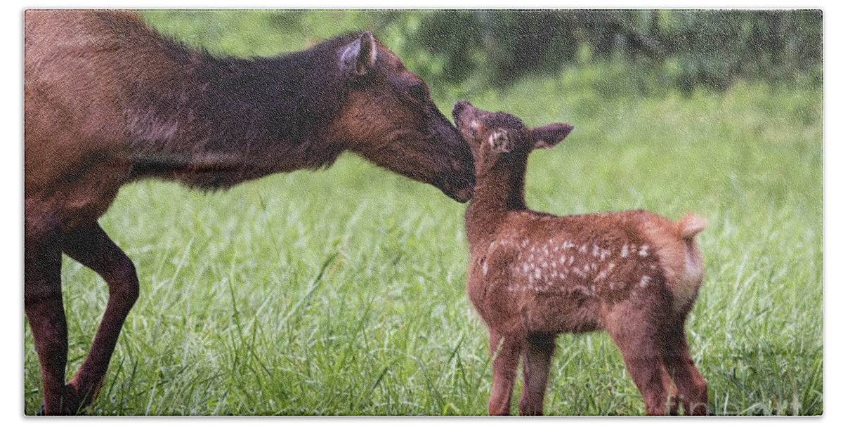 Elk Hand Towel featuring the photograph Bonding by Andrea Silies
