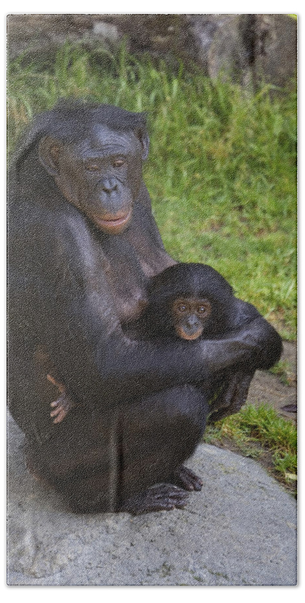 Mp Bath Towel featuring the photograph Bonobo Pan Paniscus Mother Cradling by San Diego Zoo