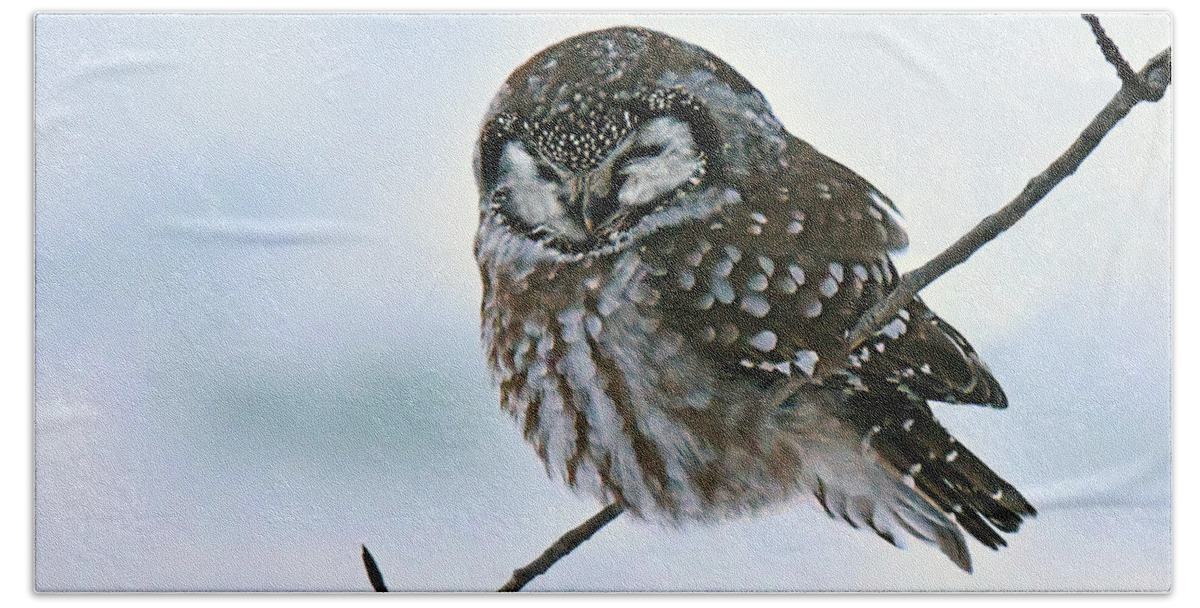 Bird Hand Towel featuring the photograph Boreal Owl by Alan Lenk