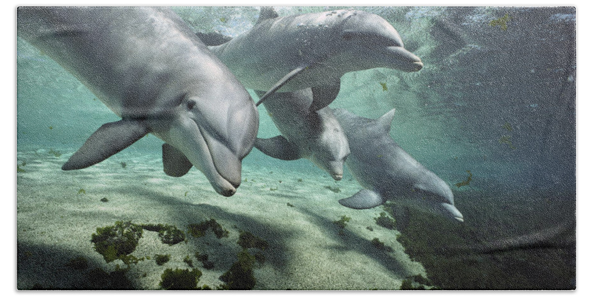 00082400 Hand Towel featuring the photograph Four Bottlenose Dolphins Hawaii by Flip Nicklin