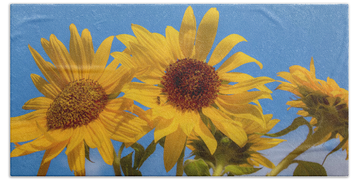 Asteraceae Hand Towel featuring the photograph Bouquet of Sunshine 0692 by Kristina Rinell