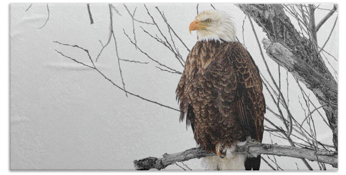 Eagle Hand Towel featuring the photograph Branch With A View by Steve McKinzie