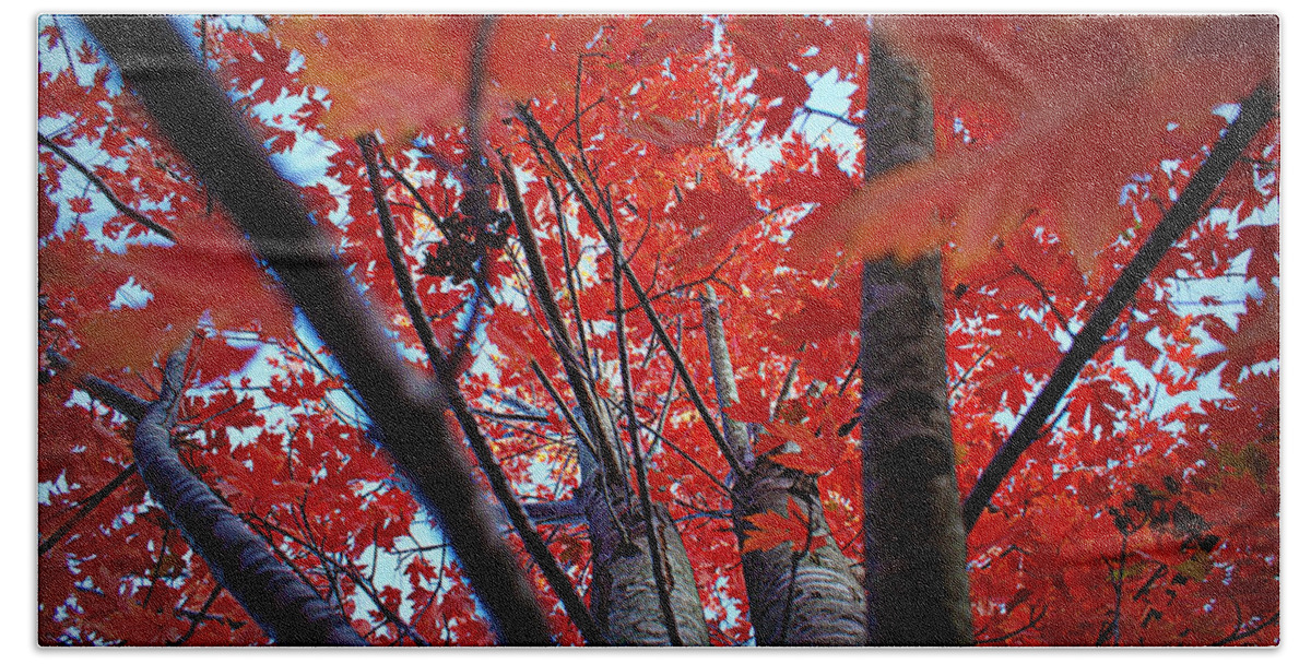 Red Bath Towel featuring the photograph Branches of Autumn's Blaze by Cricket Hackmann
