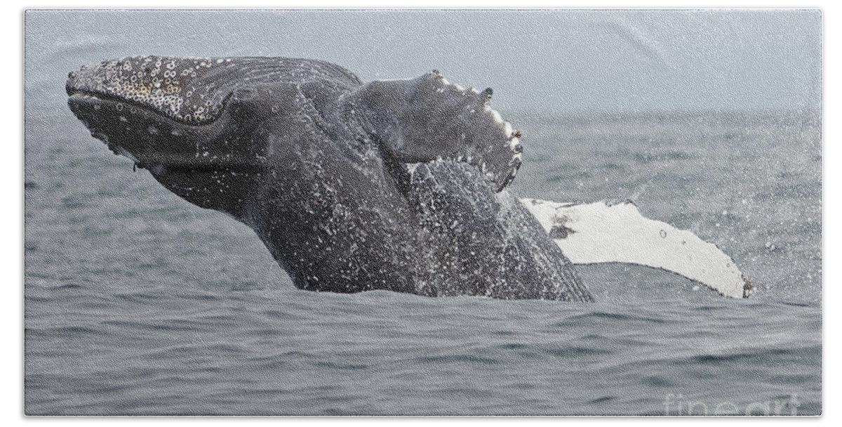 Humpback Bath Towel featuring the photograph Breach by Natural Focal Point Photography