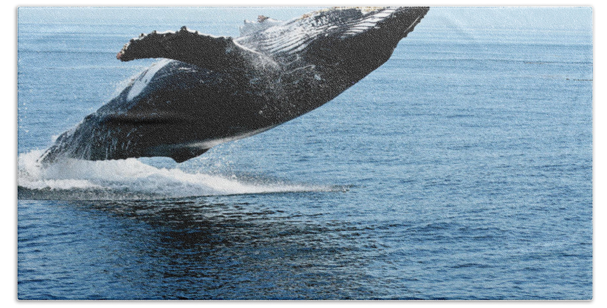 Alaska Bath Towel featuring the photograph Breaching humpback whales Happy-2 by Steve Darden