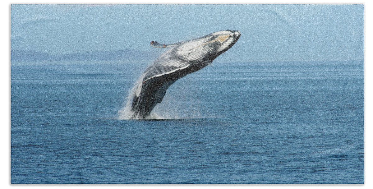 Alaska Bath Towel featuring the photograph Breaching humpback whales Happy-3 by Steve Darden