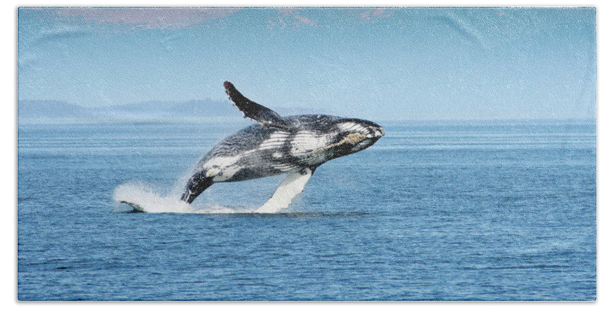 Alaska Bath Towel featuring the photograph Breaching humpback whales Happy-4 by Steve Darden