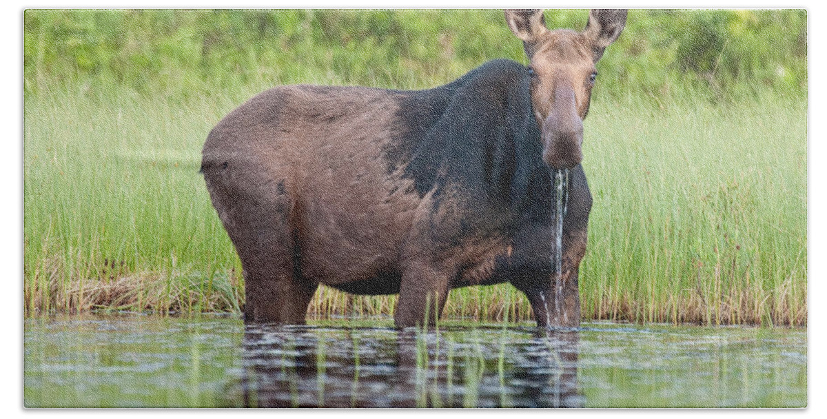 Moose Bath Towel featuring the photograph Breakfast at Moosehead by Brent L Ander