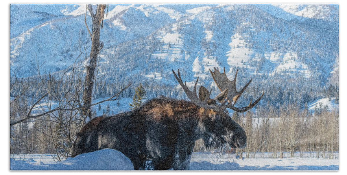 Moose Bath Towel featuring the photograph Breaking Through by Yeates Photography