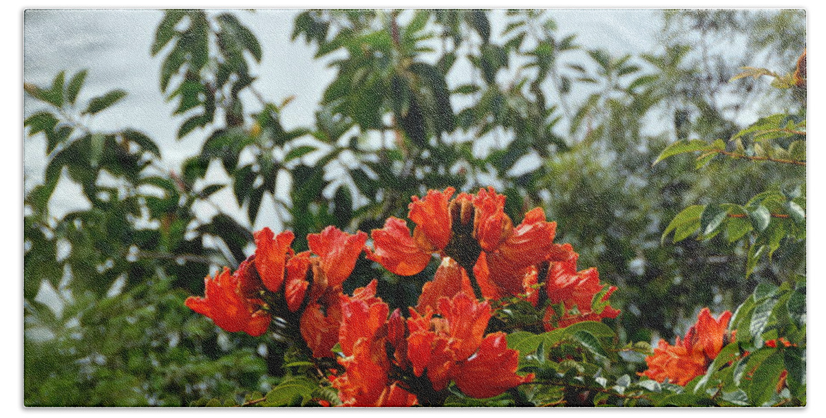 Orange Bath Towel featuring the photograph Bright Orange Honduran Flowering Tree by Carla Parris