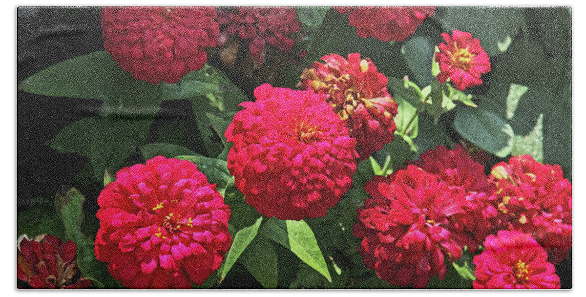 Bright Red Zinnias Patches Of Sunlight Dark Green Foliage Background Bath Towel featuring the photograph Bright Red Zinnias Patches of Sunlight Dark Green Foliage Background 2 952017 by David Frederick